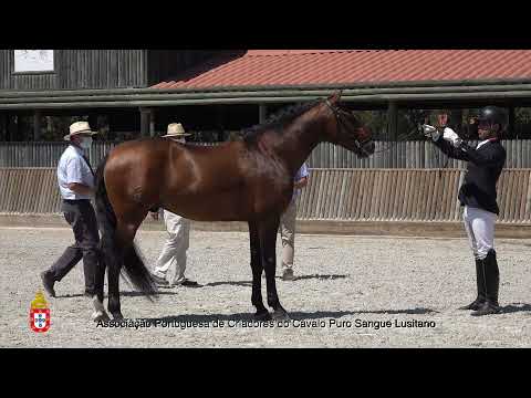 210717 18 Madiba D´Atela - Aprovação de Garanhões