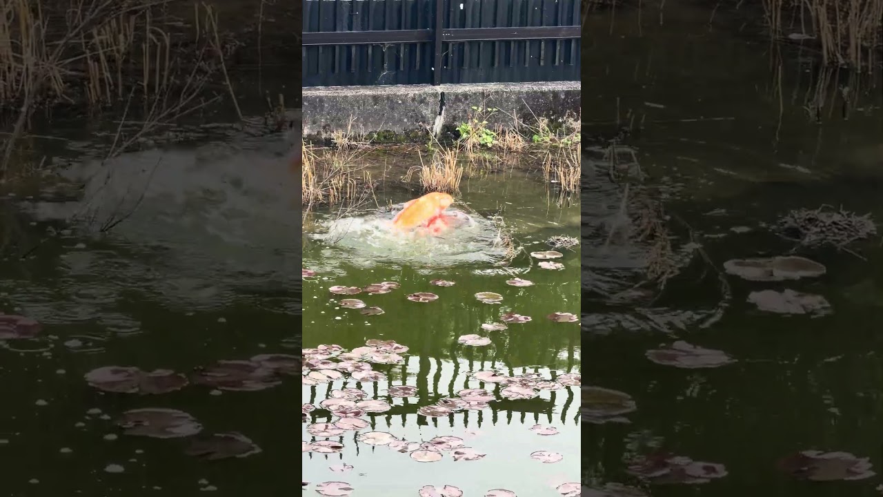 3月なのに錦鯉が産卵！