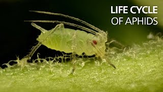 Life cycle of aphids