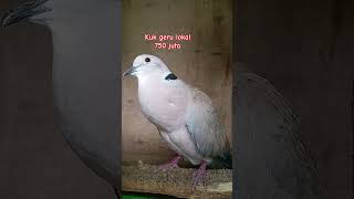 Download lagu Suara Merdu Puter Lokal Jantan Full Gacor #puterlokal #puter #puterpelung #putergacor mp3