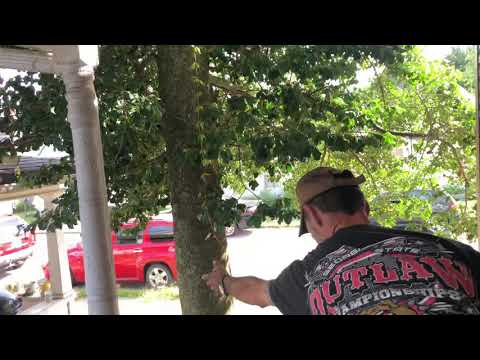 PSYCHO DAD CUTTING DOWN POSION IVY WITH SWORD!