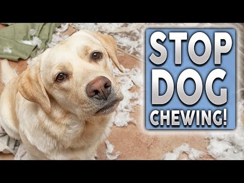 How To STOP Your Puppy From Chewing!