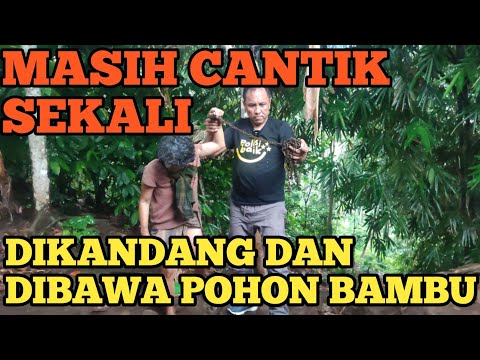 GADIS CANTIK DI IK@T RANTAI BESI PANJANG DI BELAKANG RUMAH SENDIRIAN OLEH IBU NYA SENDIRI