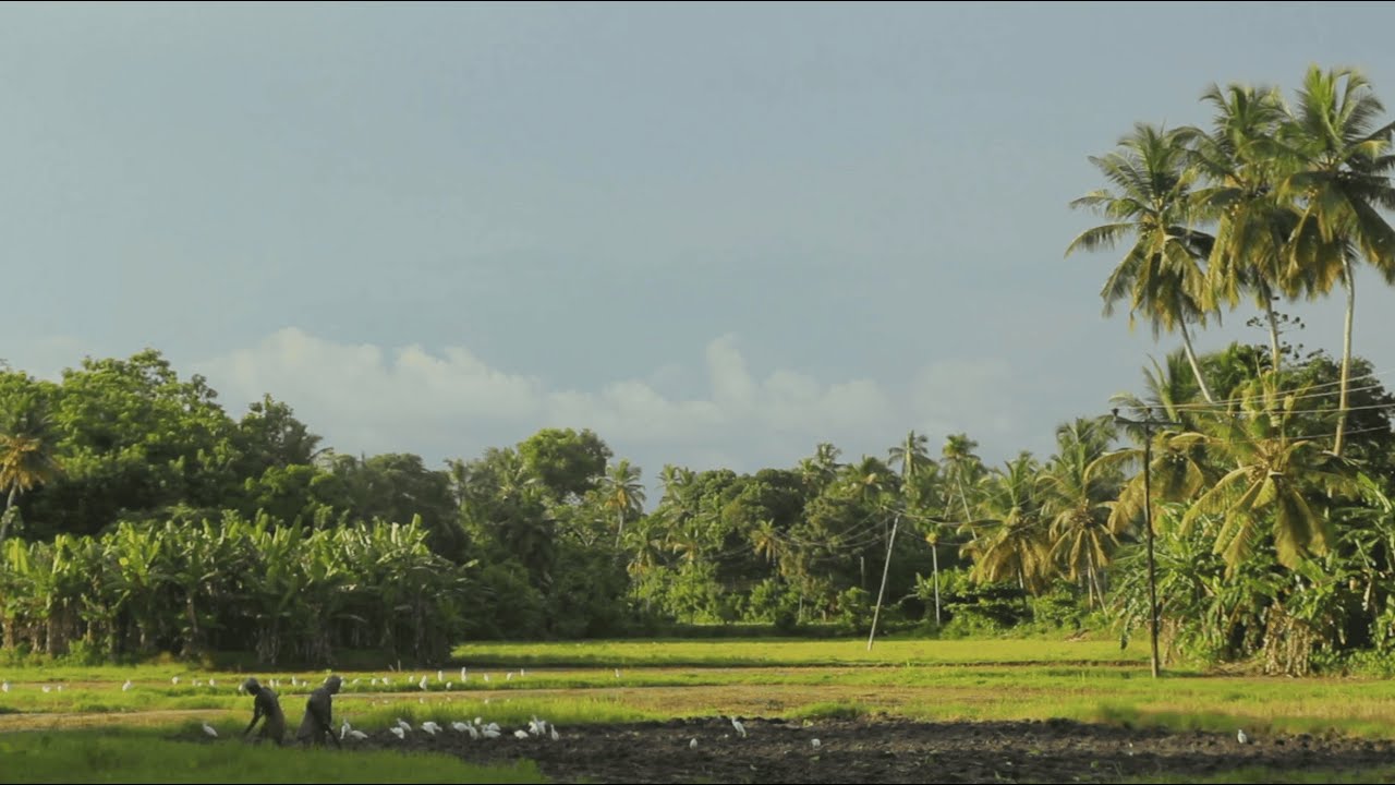 The Role of Special Land Mediation Boards in Sri Lanka