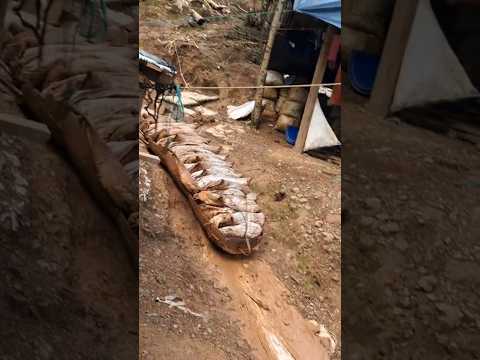 el ingenio campesino en su máxima expresión para no cargar #campo #campesinos
