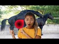HORSE SEX VIDEO ANIMAL BREEDING HORSE HORSE XXX VIDEO Horse Breeding Horse Viralvideo Fyp