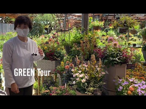チューリップの装飾: 最も美しいアイデア 植物