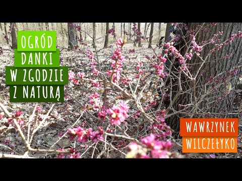 wawrzynek wilczełyko