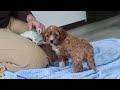 Cavapoo dogs for sale: Max - Video 1