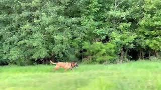 Video preview image #1 Mutt Puppy For Sale in Stevens Point, WI, USA