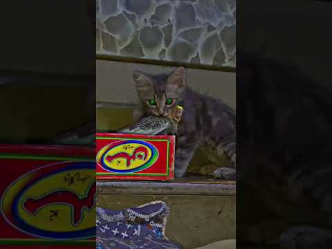 Cat nay attack krdia😲😮|  new video Tanveer super vlog #cat #attack #cats #youtubeshorts