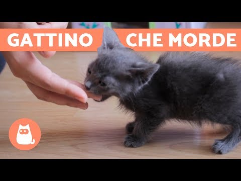 In totale su vermi video Come trattare krs vermi