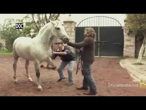 Documentary - O Domador de Cavalos  Martín Ochoteco Ep  Zeus