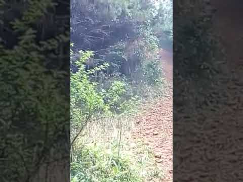 Acelerada top com os Lameiros trailer clube campina do Simão pr