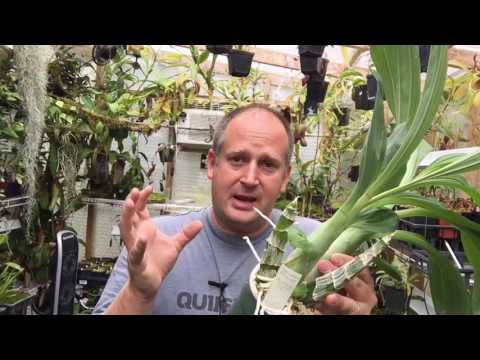 CATASETUM ORCHID UPDATE:  BIG BULBS AND NEW FLOWER SPIKES/AN AFTERNOON IN THE GREENHOUSE PT3