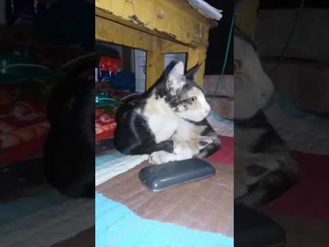 Funny cat enjoy the song