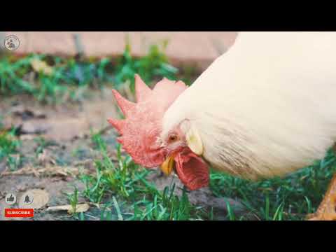 , title : 'Rise and Shine: Unveiling Rooster Mysteries #rooster #facts #factsinhindi #chicken'