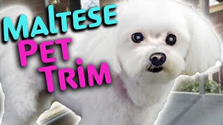 HOW to GROOM a MALTESE PET TRIM Step by Step
