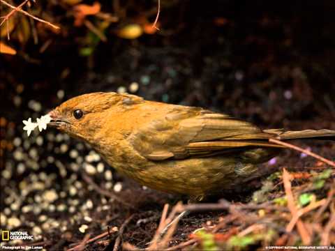 Amazing Grace sung by Angie P
