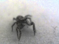 Jumping spider saying hi!