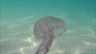 Big Calm amb temazo de la Judit Nederman -Calm Down -l&#39;escala-