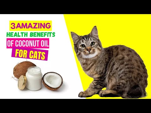 3 AMAZING  Health Benefits Of Coconut Oil For Cats🐅🐈