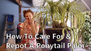 How To Care For & Repot A Ponytail Palm