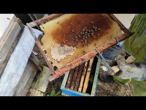 Первая весенняя ревизия зимовалых летних роев.Проверка 6-рамочников.