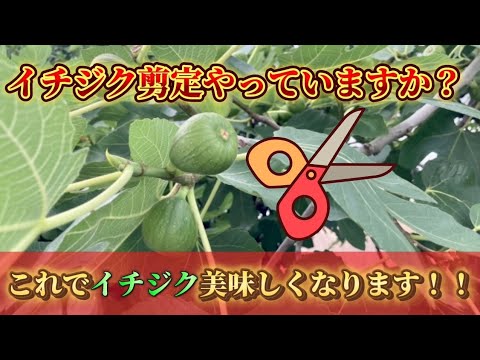 背が高すぎるイチジクの木を剪定するにはどうすればよいですか？簡単なヒントに従ってください。  庭園
