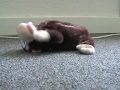 Animaux Mort De Rire
