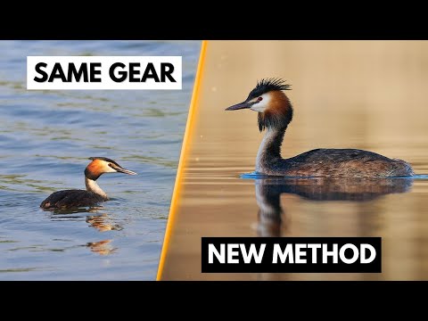 Wildlife Photography Hacks Without Buying New Gear
