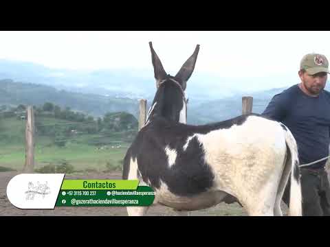 INVITACIÓN CABALLOS CRIOLLOS COLOMBIANOS Y BURRO PINTO AMERICANO   CRIADERO VILLA ESPERANZA   OIBA