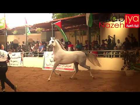 OSTURA JFD SOLAZ J & AL WAAD