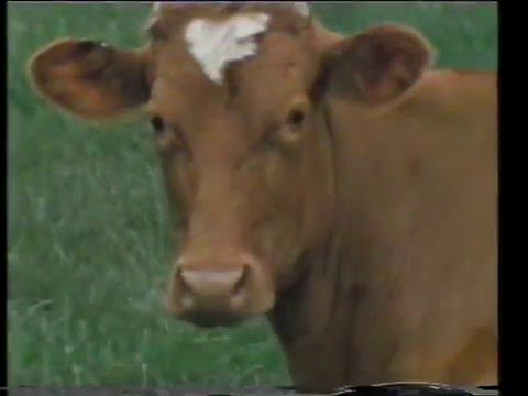 TVS Farming Brief, Company, and Closedown - 31 July 1984