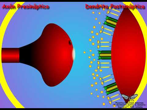 download lagu mp3 mp4 Sinapsis, download lagu Sinapsis gratis, unduh video klip Sinapsis