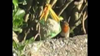 LONELY LITTLE ROBIN RAW FOOTAGE VIDEO NOV 20TH 2013