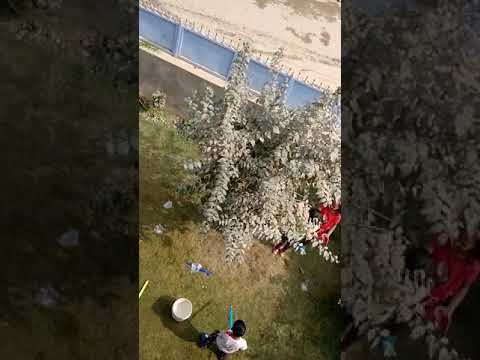 Dog children play holi