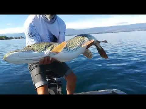 Catch n' release de brochet 121cm avec Esox Toy