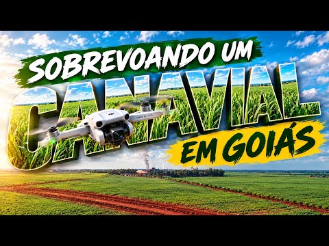✈️🍃 SOBREVOANDO UM CANAVIAL NO INTERIOR DE GOIÁS 🌿🌿 