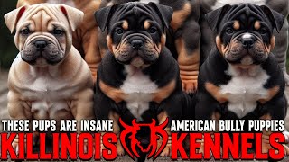 EXTREME AMERICAN BULLY PUPPIES FOR SALE FROM THE WORLD FAMOUS KILLINOIS KENNELS !!!!!