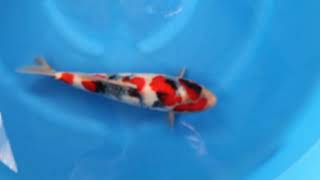 video van Showa 2404058