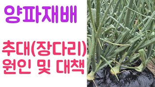양파????추대(꽃) 원인 및 대책은?
