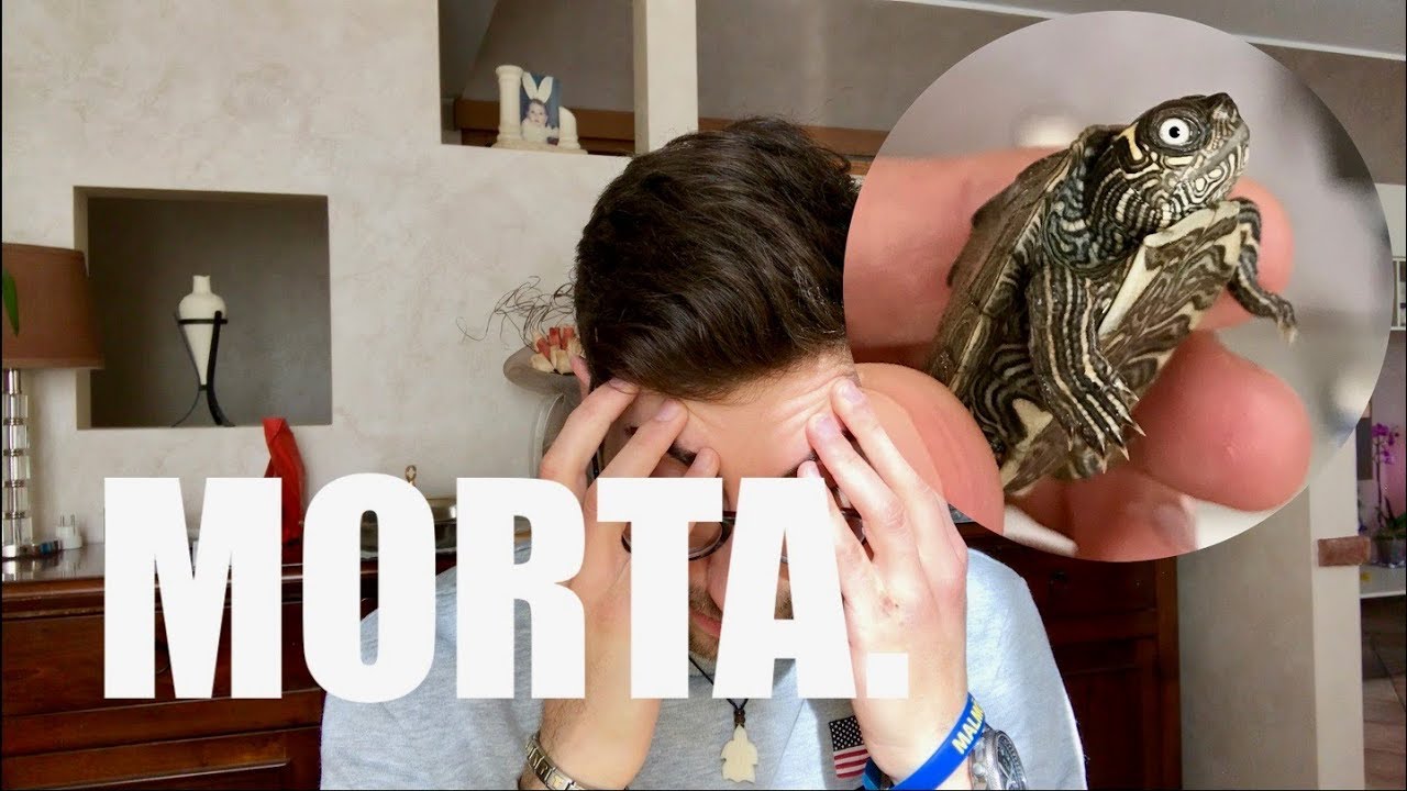 La MIA TARTARUGA D'ACQUA DOLCE è MORTA.