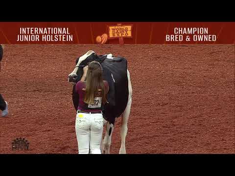 1747 Junior Holstein Champion Bred and Owned