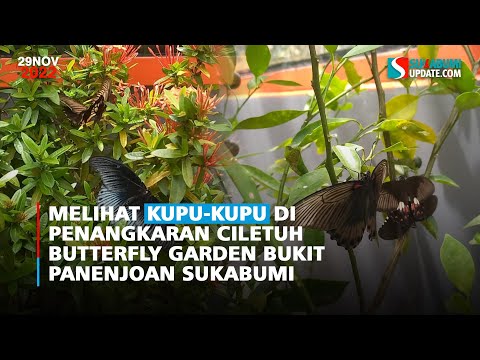 Melihat Kupu-kupu di Penangkaran Ciletuh Butterfly Garden Bukit Panenjoan Sukabumi
