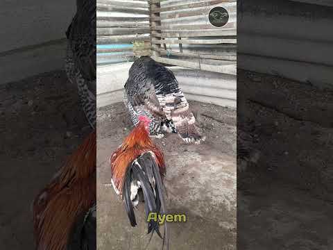 the rooster sits behind the black turkey