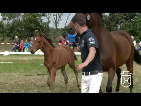 NF246 Stutfohlen von Uriko - Calato - Acobat II