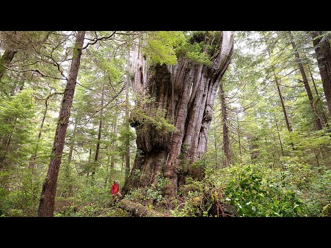 Canada's Most Impressive Tree - Clayoquot Sound, BC