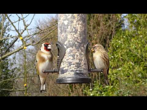 Goldfinch song Best for training 2021 4K