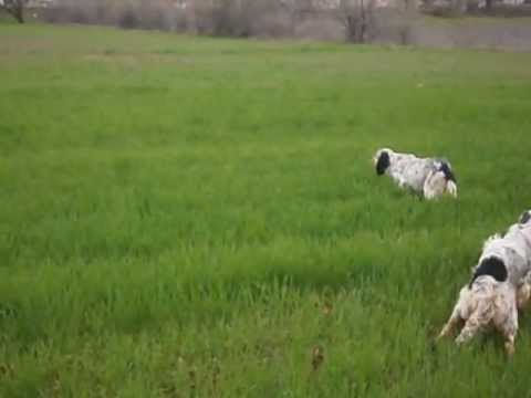 SETTER DITIKIS MAKEDONIAS: HANNA & PARIS DI ILANIDIS